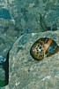 S_01850-Snail.jpg