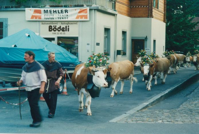 S_03420-InterlakenCattle.jpg