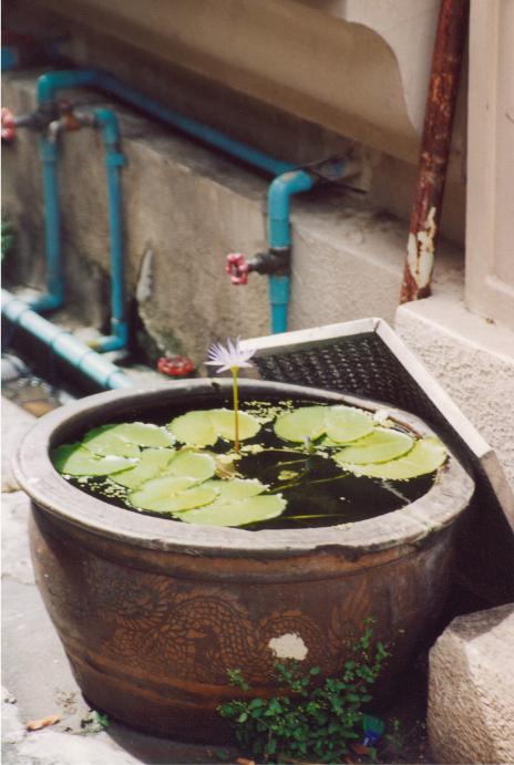 S_00320 - TEB Lily pad Tub.jpg