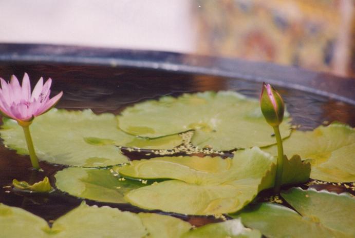 S_00340 - TEB Lotus (Lilly Pad) Closeup.jpg