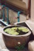 S_00320 - TEB Lily pad Tub.jpg