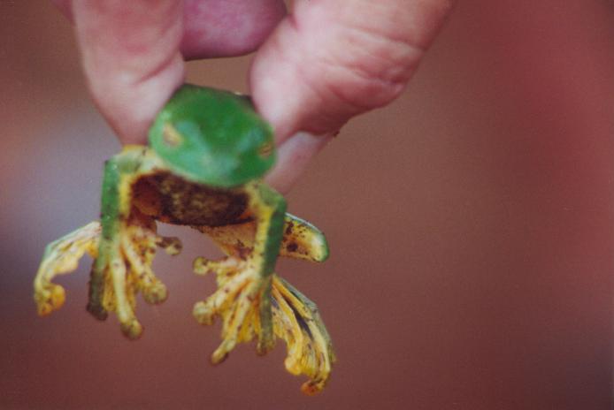 S_04040 - Mountain Frog.jpg