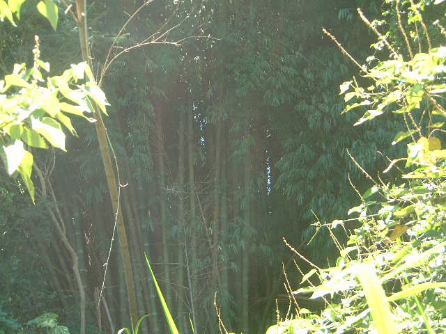 DSCF0029.JPG