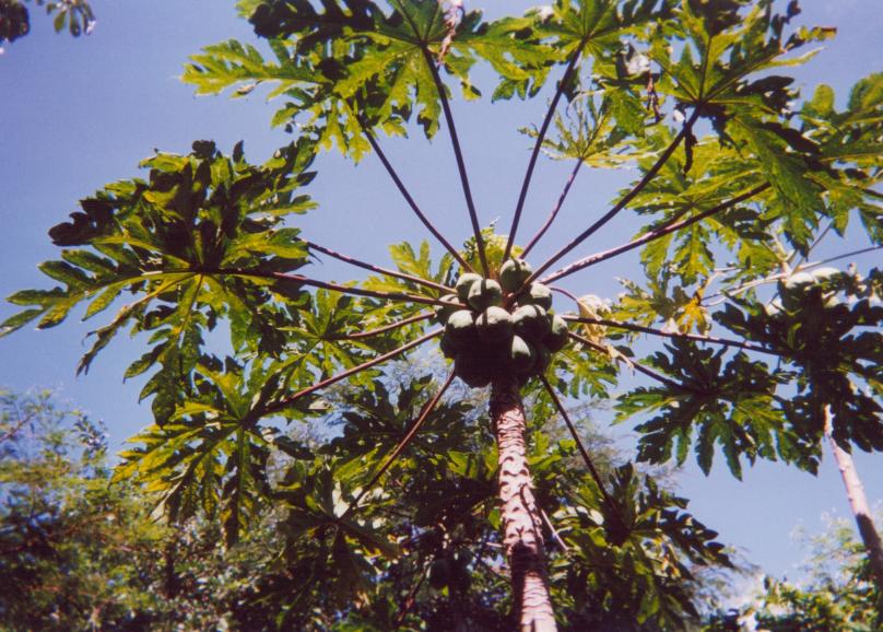 S_ls380.jpg
