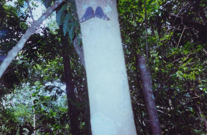S_ls500.jpg