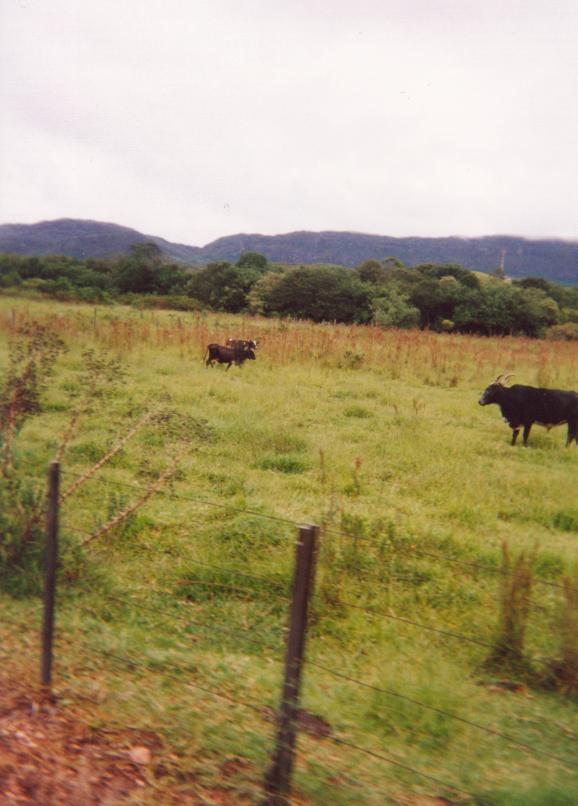 S_ls850.jpg